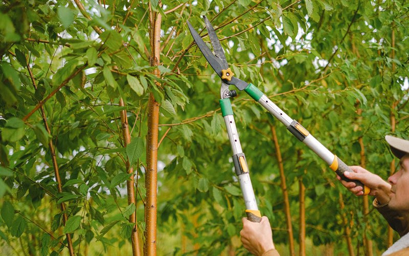 Tree trimming in Albrightsville, PA